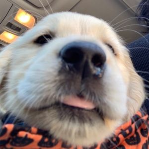 Meet your Posher, Arthur